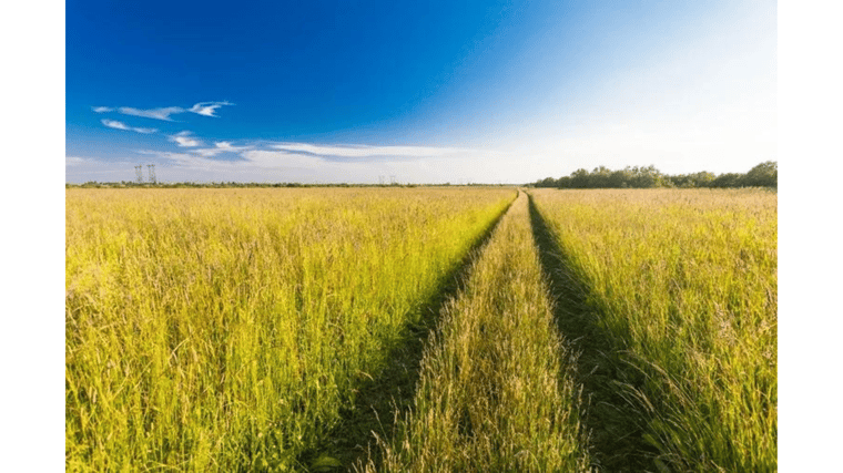 image of a field with tall grass business transformation with IT
