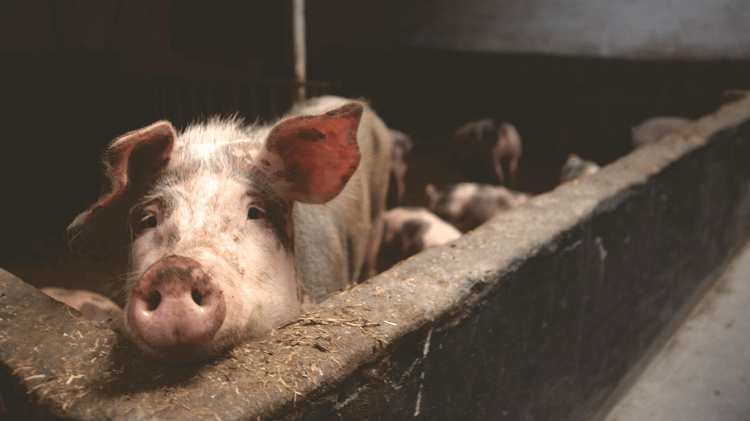 Beware the Hogwash: Protect Yourself Against Pig Butchering